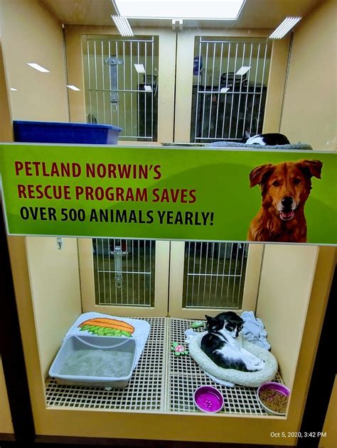 Petland norwin - For the first time in two years, Petland Norwin has adopted out all their dogs, leaving the cages empty — at least, temporarily. “It’s pretty amazing,” said Kennel Manager Jamie …